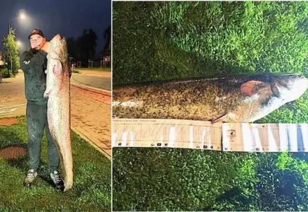 Jelgavā no Lielupes izvilkts milzu sams – iespaidīga cīņa ar upes gigantu