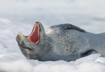 Jūras leopardu zemūdens dziesmas: Antarktikas plēsēji dzied kā bērnu dzejolīšos