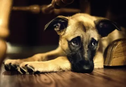 Kā senā sakāmvārda „suns apēsts, tikai aste izraisījusi nepatikšanas“ fragmenta „saprasties līdz kaklam“ nozīme mainījusies gadsimtu gaitā