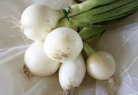 Kad stādīt ziemas sīpolus rudenī, lai nodrošinātu agrīnu un bagātīgu ražu?