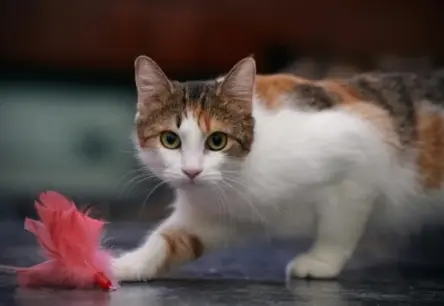 Kaķenes atvadīšanās sāpes: Ko jūt māte, kad kucēni pamet ligzdu?