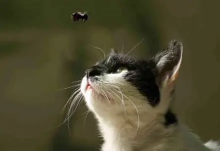 Kaķu kukaiņu «uzkodas»: Vai jūsu mīlulim draud briesmas un kā to novērst