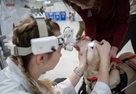 Kāpēc suņiem rodas asaru takas un ko darīt, lai tās novērstu?