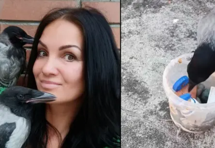 Video: Kārlis un Keša: Divu vārnu neparastais ceļš pie sirds Kāviesietei Āgnei