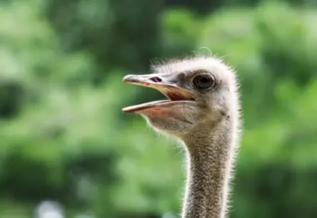 Ķīnas Junnaņas ielās desmit gadus valda neparasts satiksmes līdzeklis: strausa izjādes