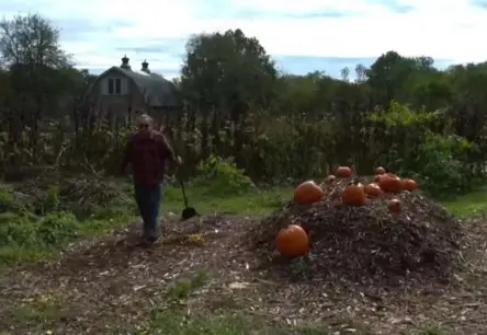 Ķirbju otrā dzīve: kā pārvērst Halovīnu atkritumus par dārgumu