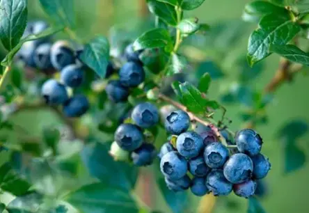 Kur Latvijā 2025. gada vasarā pašam salasīt sulīgās krūmmellenes: ceļvedis ogu laukos