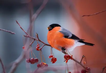 Kur pazūd sniegputenīši vasarā? Atklāta noslēpumainā ceļošana