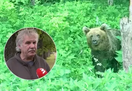 Lācis mežā: Kā rīkoties, lai nenonāktu bīstamā situācijā?