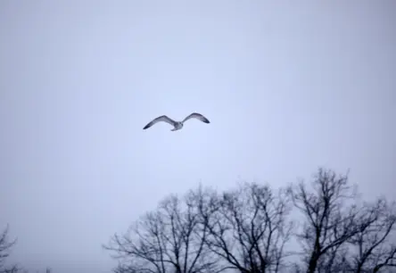 Latvijā atklāts pirmais šī gada putnu gripas gadījums savvaļas putnu populācijā