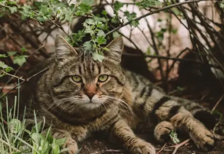 Latvijā brīvdienas iesākas ar vasaras atblāzmu: svētdien gaiss sakarsīs līdz +27 grādiem un Mēness aptumsums pie debess