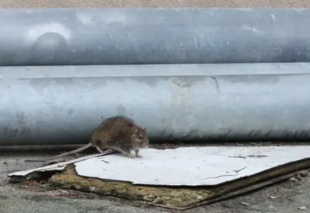 Latvijā pieaug leptospirozes gadījumu skaits, viens pacients miris