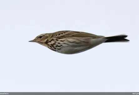 Latvijā pirmo reizi novērota Taigas čipste – jauns ornitoloģisks atklājums