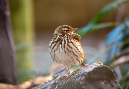 Latvijā pirmo reizi novērota Taigas čipste – sensacionāls ornitoloģisks atklājums