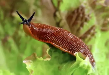 Latvija sāk izšķirošu cīņu: Spānijas kailgliemezis tiks iekļauts nacionālajā invazīvo sugu sarakstā