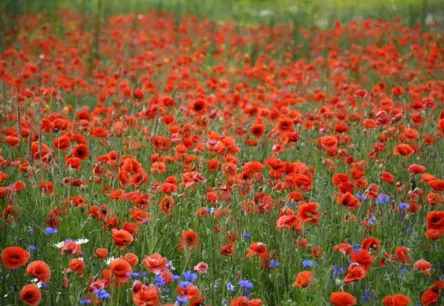 Latvija zaudē krāšņumu: Ziedošās pļavas izzūd, apdraudot ekosistēmas sirdi