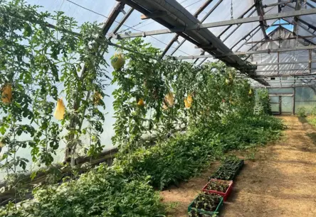 Latvijas Arbūzu Sezonai Draud Drūma Realitāte: Lietavas un Vēsums Sabojā Ražu