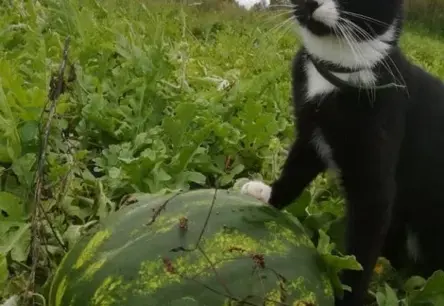 Latvijas arbūzu audzētāji izmisumā: aukstais pavasaris un lietus apdraud šī gada ražu