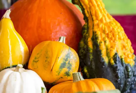 Latvijas ķirbju tirdzniecība: Nīderlande iepērk, Igaunija pārdod