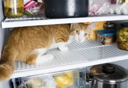 Ledusskapis nav panaceja! 11 pārtikas produkti, kas prasa citādu attieksmi