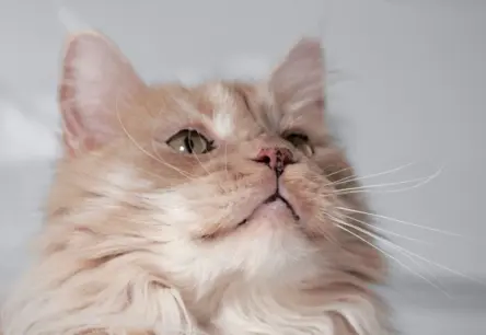 Lentigo kaķiem: Tumši plankumi uz ādas – nekaitīgs sīkums vai brīdinājuma signāls?