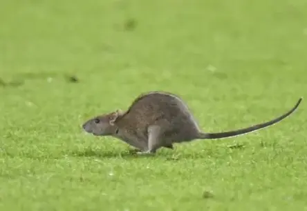 Leptospiroze Latvijā: Trīs dzīvības zaudētas, inficēto skaits pieaug