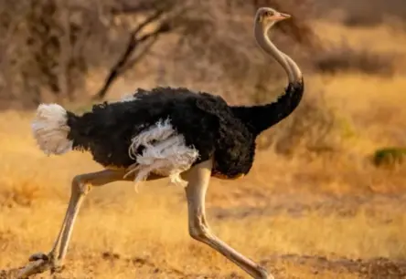 Lidojošie senči izskaidro strausu un emu izplatību pa kontinentiem