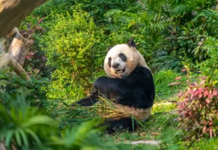 Lielās Pandas: Uzvaras un Izaicinājumi Trauslā Balansā
