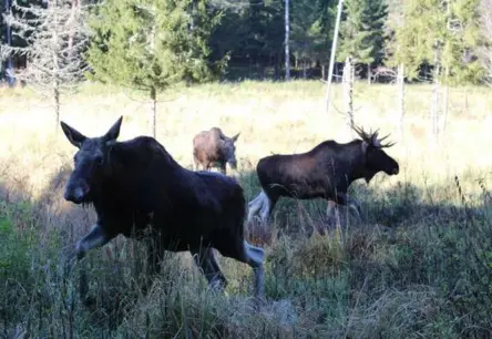 Līgatnes aļņi gatavojas ziemai: sācies riests, mežā valda kaislības un cīņas