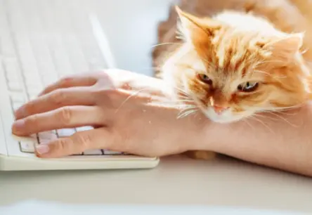 Mājdzīvnieku "greizsirdība": vai kaķi un suņi patiešām mūs apskauž?