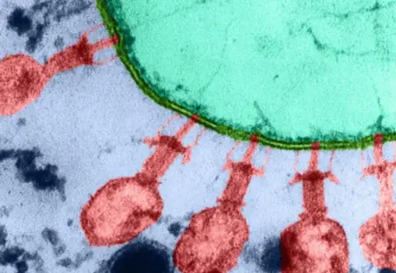 Mākslīgais intelekts atklāj jaunas iespējas: roboti rada vīrusus cīņai ar E. coli