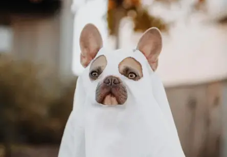 Melburnas ielās rosība: Suņi modes skate Helovīna kostīmos