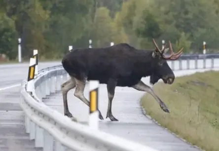 Meža vēršu sāls kāre: Kāpēc šie milži laiza sāli?