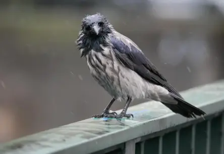 Migla un lietus Latvijā: Novembra pirmā pirmdiena atnes drūmus laikapstākļus