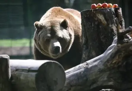 Modrība Mežā: Sēņošanas Sezonā Lāči Aktīvi Apgūst Teritorijas – Kur Jābūt Īpaši Uzmanīgiem?