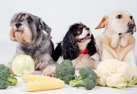 «Натуралка» vai sausā barība: zinātnieki skaidro, kāds uzturs ir labākais jūsu sunim