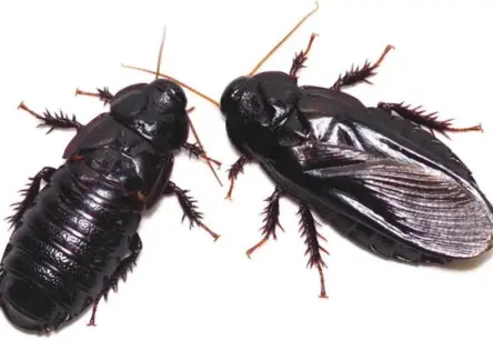 Neaptveramā izturība: Kāpēc tarakāns spēj izdzīvot bez galvas nedēļām?