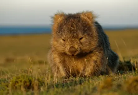 Neiedomājama saikne: Kā voṁbatu ekskrementi atklāj noslēpumus par vulkāniem