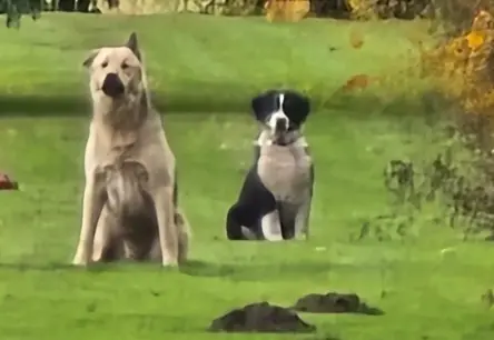 Nežēlīga izturēšanšan pret dzīvniekiem: Bauskas novadā uzsākts kriminālprocess par trīs suņu nošaušanu