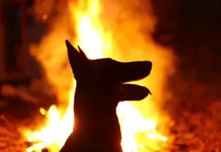 No vilkiem līdz uzticamiem pavadoņiem: suņu pieradināšanas sarežģītā vēsture