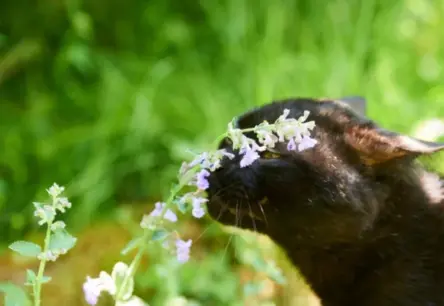 Noslēpumainā kaķumētra: atklājiet, kā tā ietekmē jūsu kaķi un kā to lietot droši