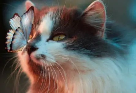 Noslēpums atklāts: kā kaķi atrod ceļu uz mājām simtiem kilometru attālumā