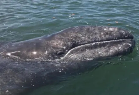 Noslēpums par vaļu gigantismu: kā ledus laikmets mainījis jūras monstrus