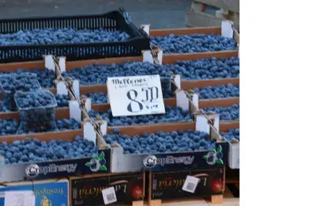 Ogas vasarā: kāpēc tās ir neatņemama mūsu veselības sastāvdaļa un kā tās baudīt pareizi?