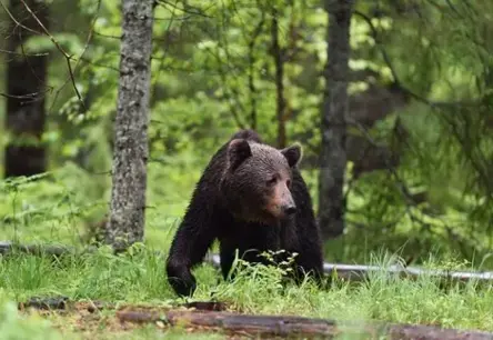 Ogres novada lāča medību lietā aizdomās turēto loks paplašinās