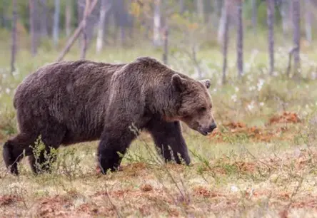 Ogres novadā nošauts aizsargājamais brūnais lācis nelikumīgās medībās