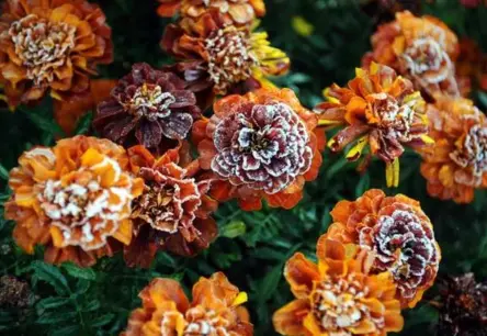 Oktobra beigas Latvijā: Ciklons nesīs siltumu un īslaicīgu lietu