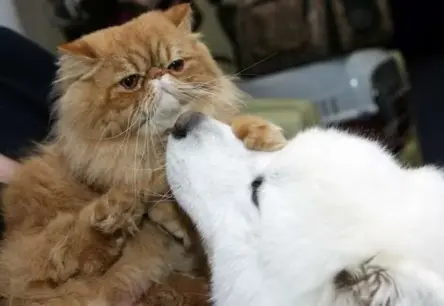 Olaines novada patvertnēs apdraudējuma gadījumā mājdzīvniekus neņems līdzi