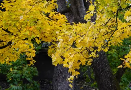 Otrdien Latvijā gaidāms īslaicīgs lietus: sagatavojieties mitrai dienai