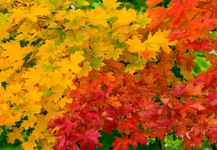 Otrdien Latvijā gaidāms lietus ar īslaicīgu sauli